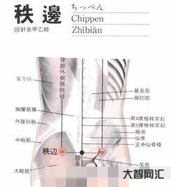 秩邊的準(zhǔn)確位置圖作用功效 秩邊的準(zhǔn)確位置圖作用功效