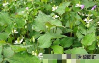 魚腥草長什么樣（魚腥草長什么樣子）
