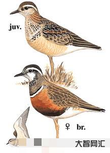 birds如何讀（birds如何讀英語）