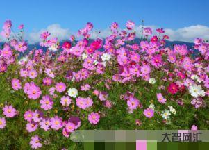 夏天開的花有什么花圖片，適合夏天養(yǎng)的花有哪些