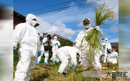 福島核事故真相揭秘-福島核事故影響分析 福島核事故真相揭秘-福島核事故影響分析