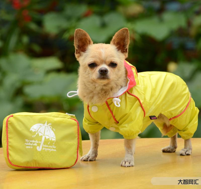 ZoomDog2021:探索狗狗幣的崛起-ZoomDog2021會議：