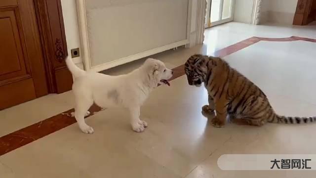 《女生養大型烈犬的心理解析與安全指南》-《養大型烈犬的挑戰與應對方法》 《女生養大型烈犬的心理解析與安全指南》-《養大型烈犬的挑戰與應對方法》