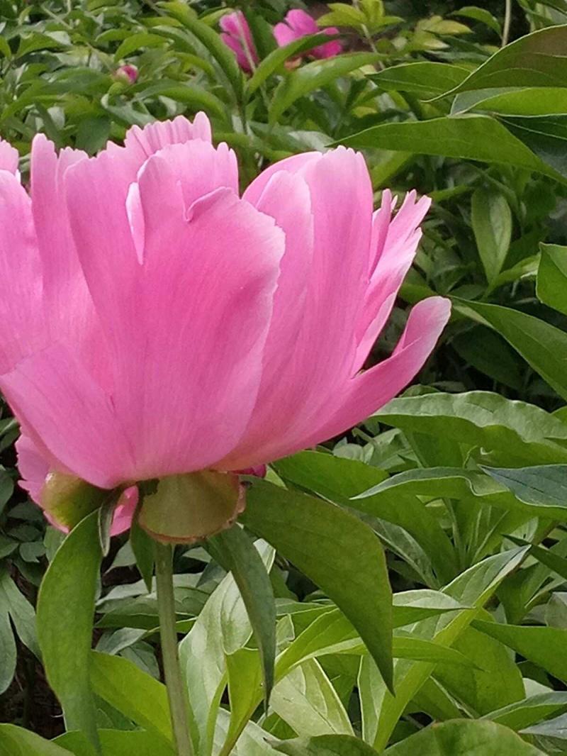 今天,十分想念您……-懷念已故親人 今天,十分想念您……-懷念已故親人
