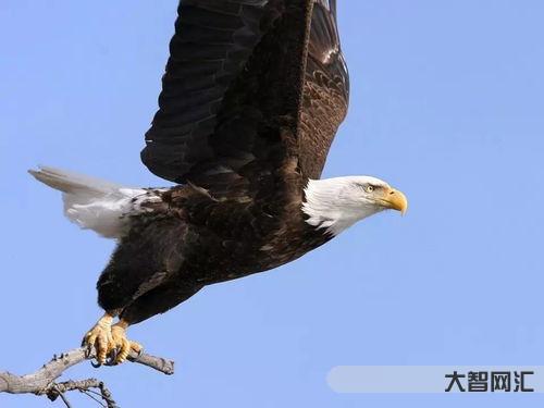 老鷹圖片大全大圖（老鷹圖片大全大圖 霸氣）