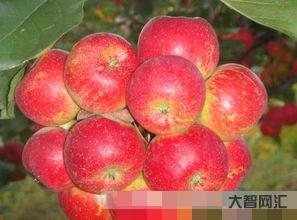 龍豐果功效和作用，龍豐果圖片