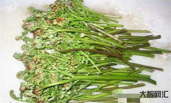 蕨菜的功效作用及危害-蕨菜能不能吃?到底能不能致癌?看看醫生怎么說 蕨菜的功效作用及危害-蕨菜能不能吃?到底能不能致癌?看看醫生怎么說