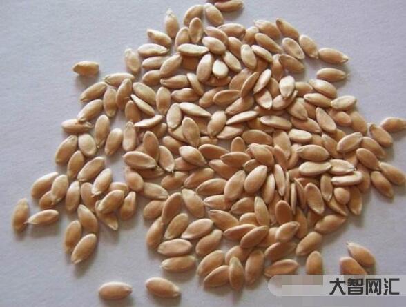 黃瓜籽的功效和作用-黃瓜籽：意想不到的健康益處