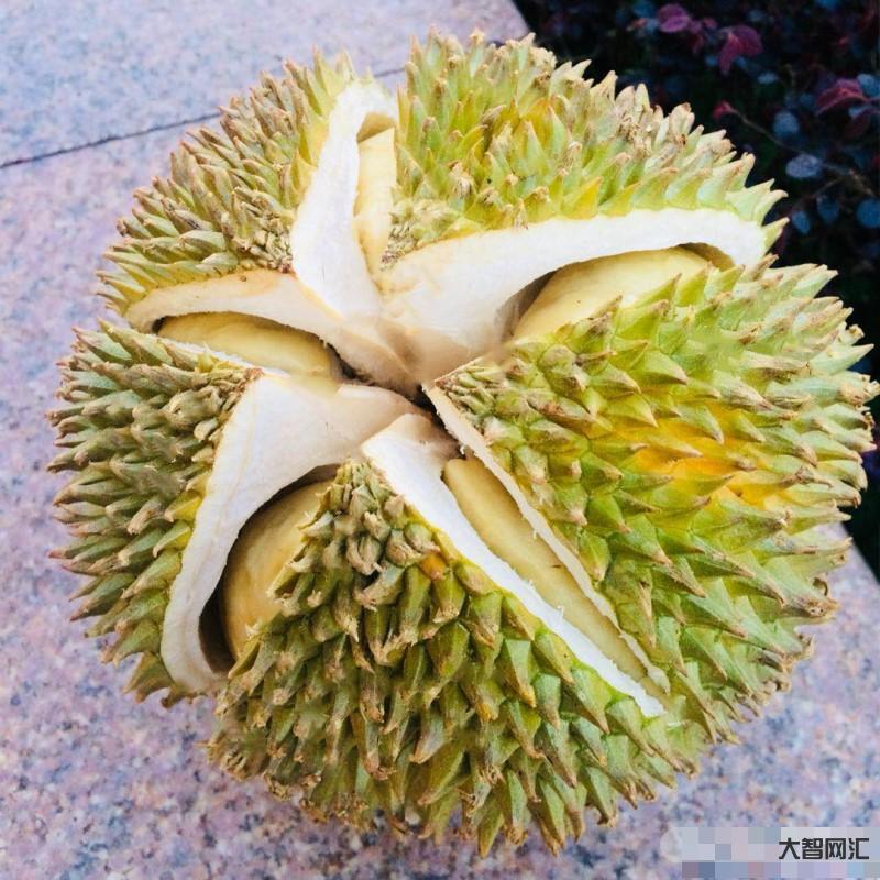 貓山王榴蓮多少錢一斤-價格被迫腰斬，馬來西亞貓山王榴蓮迎來“平民化”，跌至13元一斤